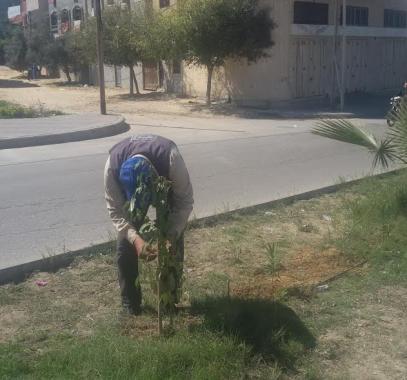 بالصور: تشجير  شارع عون الشوا جنوب مدينة غزة