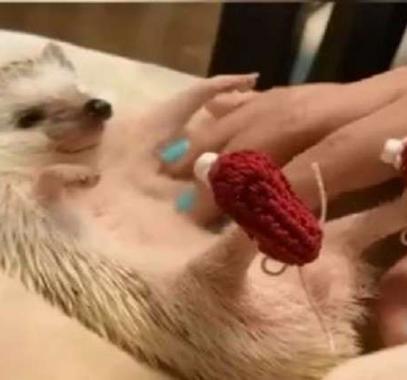 شاهد : طرائف العالم  قلة النوم تصيب 