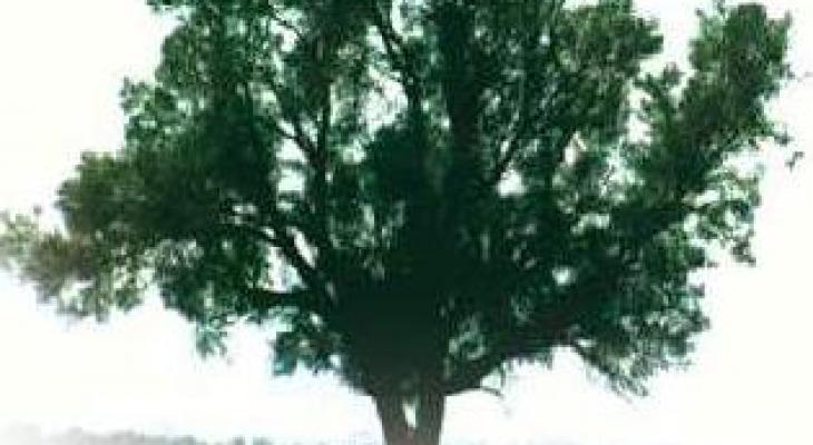 بالفيديو هذا هو شكل الشجرة التي سيختبئ ورائها اليهود آخر الزمان
