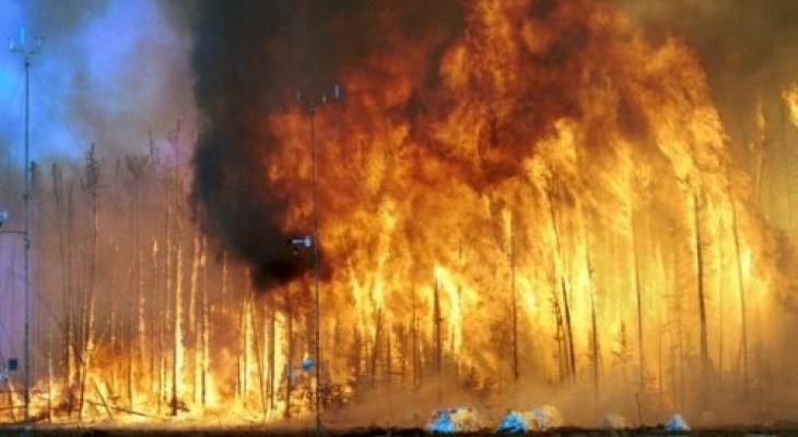 حريق يلتهم أحراشاً زراعية شرق جنين