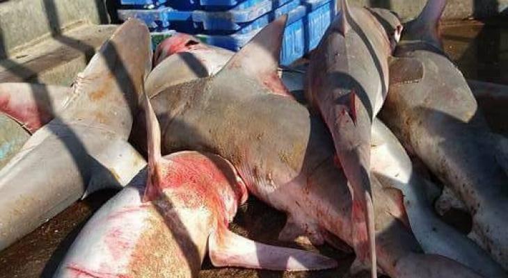 بالصور: اصطياد كميات كبيرة من أسماك "القرش" في بحر خانيونس