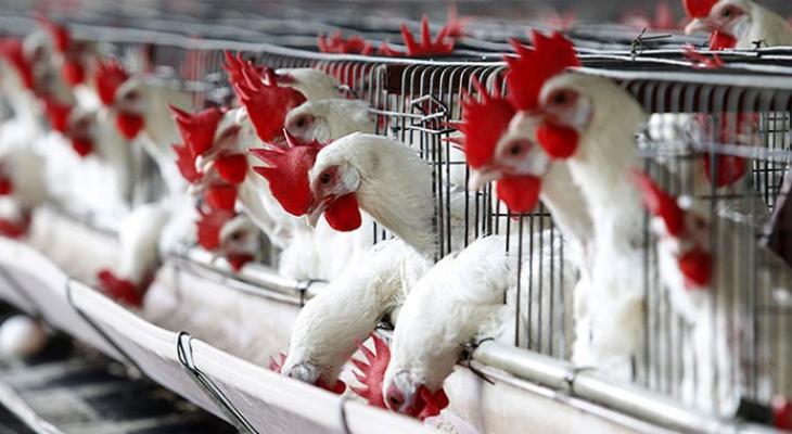 الكشف عن اتفاق لمعالجة انخفاض أسعار بيع الدجاج الحي 