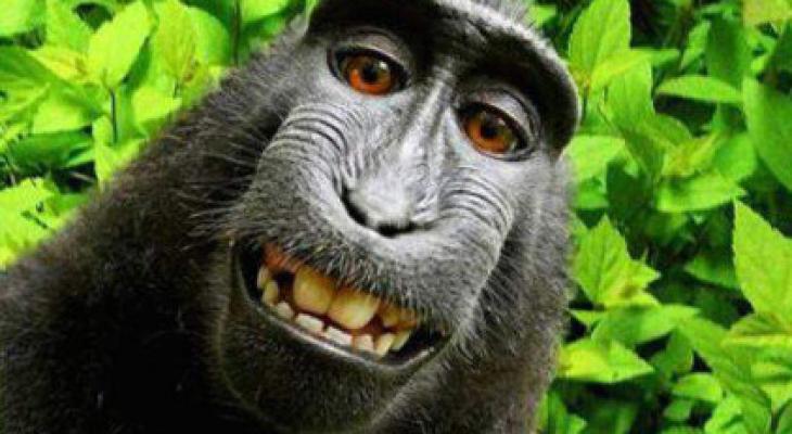 monkey-selfie-422x280