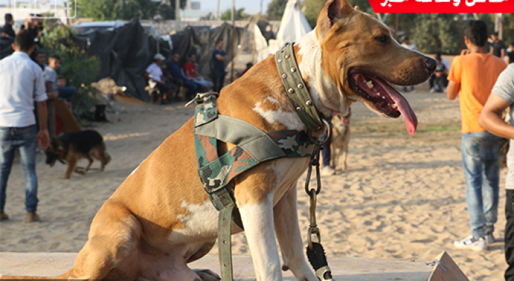معرض لهواة تربية "الكلاب" بغزة