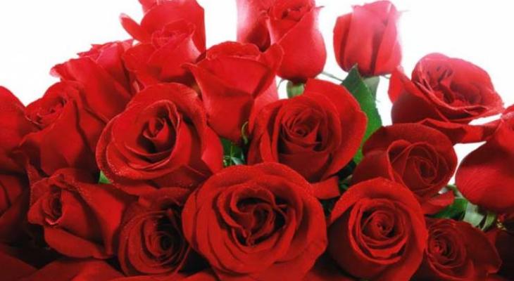 red-valentines-roses-jpg-17559426819647162