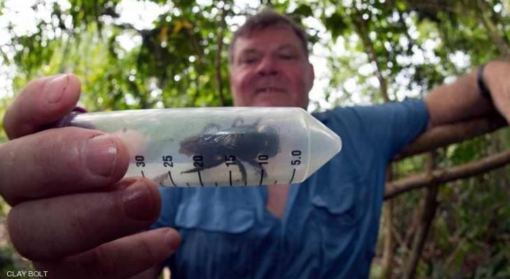 بالفيديو:  العثور على أضخم "نحلة" في العالم بعد "انقراضها"