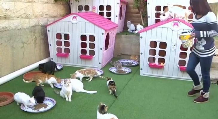 شاهدوا بالفيديو:  "فلسطينية" تحول حديقة منزلها إلى ملجأ حقيقي لـ "الحيوانات الضالة"