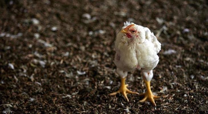 بالفيديو: "ثورة دجاج" تفتك بحيوان مفترس
