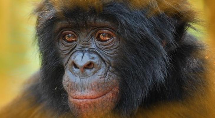 بالفيديو: شمبانزي يستخدم هاتفا ذكيا لتصفح "إنستغرام"
