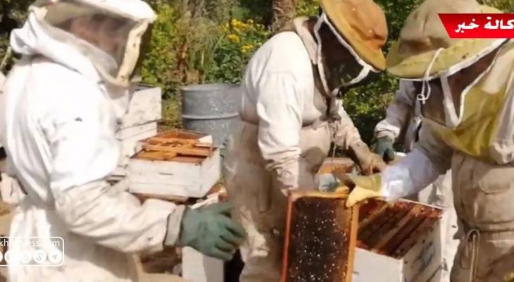 شاهد بالفيديو: موسم جني العسل في قطاع غزّة من القطف حتى الإنتاج