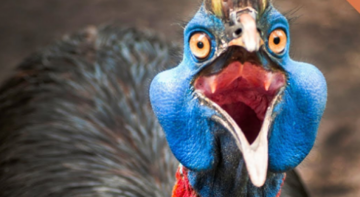 بالفيديو: تعرفوا على "الشبنم" اخطر طيور العالم على الانسان ؟