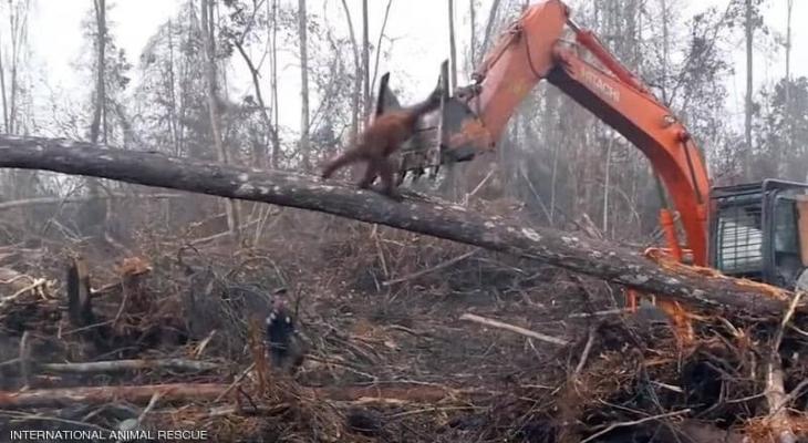 بالفيديو: مشهد يكسر القلب "إنسان الغاب" يصارع جرافة دفاعا عن بيته