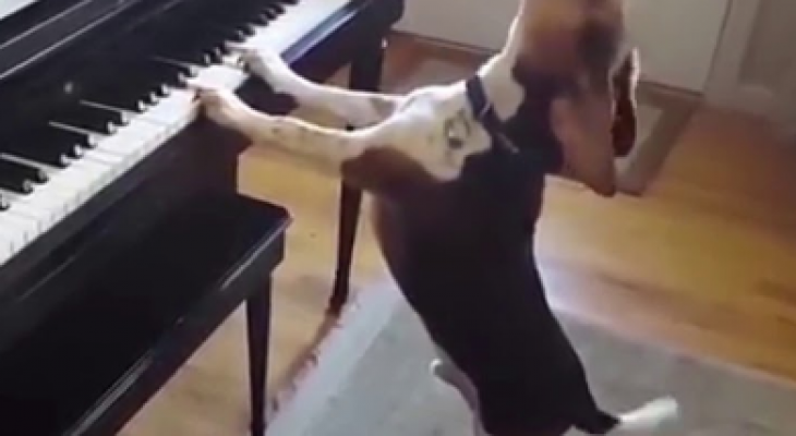 بالفيديو:  كلب يعزف على البيانو ويغني في الوقت ذاته!