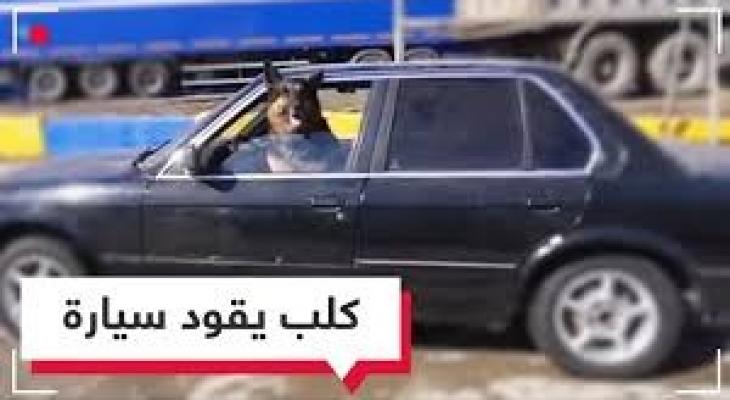 بالفيديو: كلب يقود "سيارة" في الشوارع؟