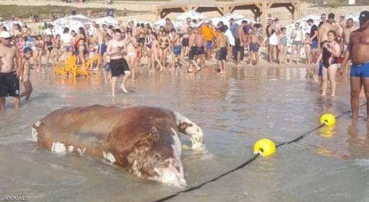 حالتان بـ9 أيام جثث الأبقار تثير الاشمئزاز بشواطئ تل أبيب
