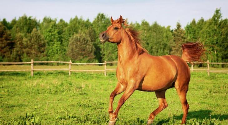 بالفيديو: الخيول العربية الأصيلة في السويد