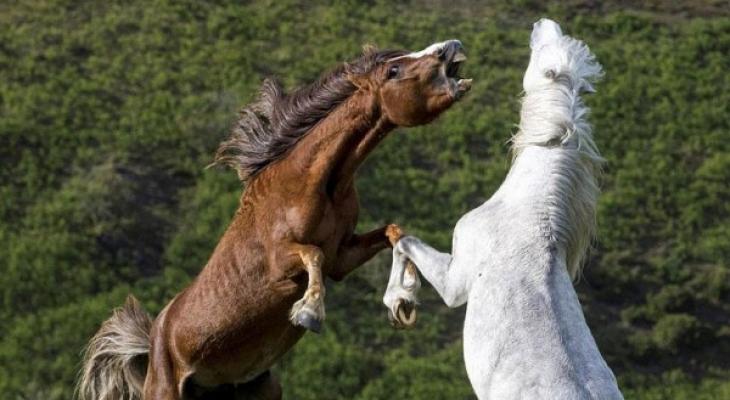 شاهدوا: الغيرة ليست مقتصرة على "الإنسان" خيول تتصارع من أجل مهرة