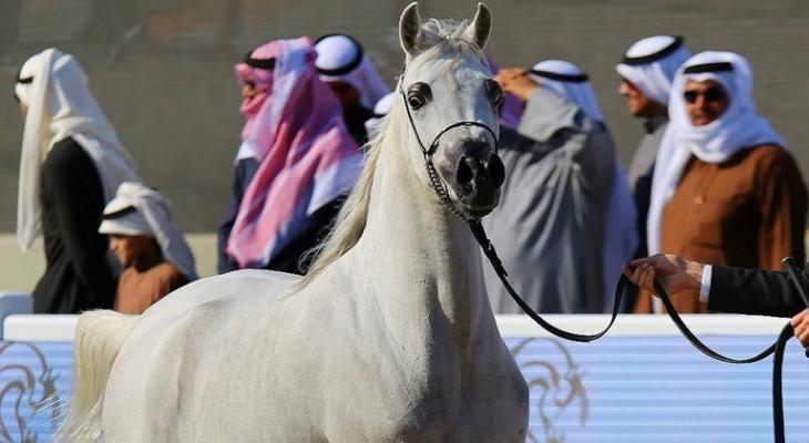 لأول مرة في العالم "دبي" تستخدم تكنولوجيا التبريد لعلاج الخيول