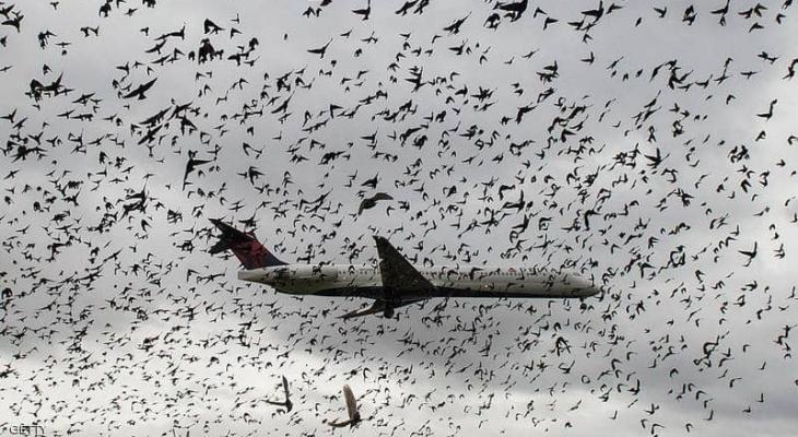 هل يمكن أن تتسبب "الطيور" بإسقاط الطائرات؟