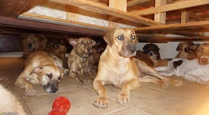 شاهدوا: مهمة صعبة ونبيلة كيف اجتمع 97 كلبا في بيت واحد؟