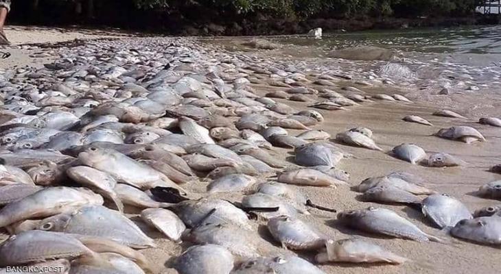 تايلاند: الأسماك النافقة تجتاح منتجعا "سياحيا" واللغز يحير المسؤولين