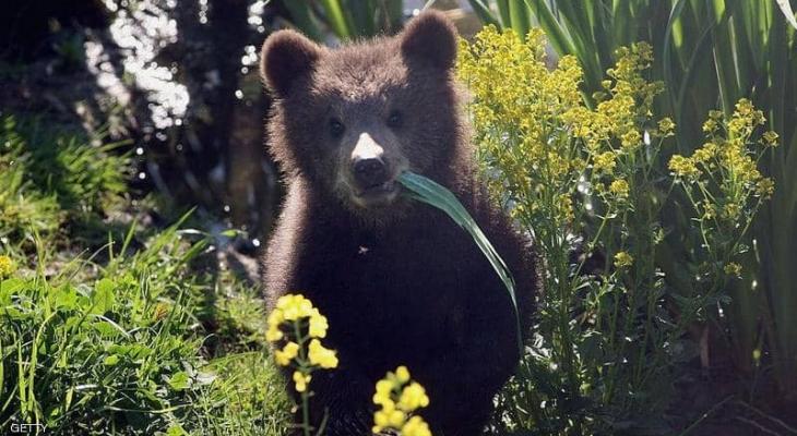 روسيا: أغرب دعوة من حديقة "حيوانات" تبنوا هذه الدببة أو سنضطر لقتلها