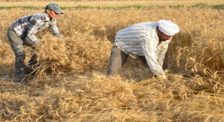 مصر: تكشف عن كمية "القمح" التي تستطيع تخزينها