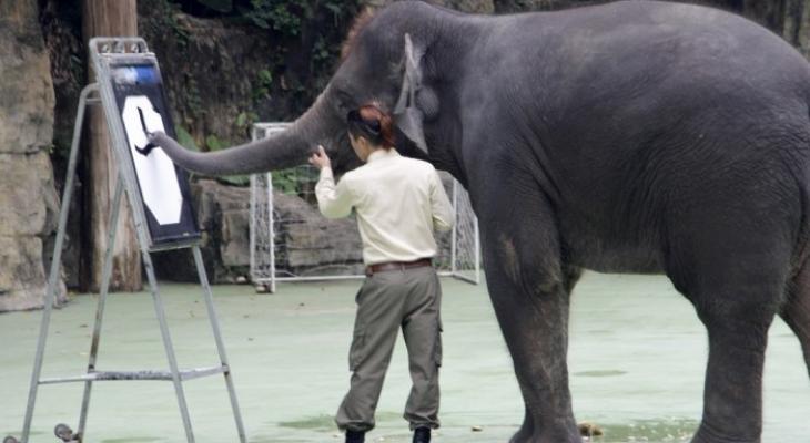 بالفيديو: ملامح مدربو "الفيلة" من الحب ما قتل!