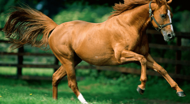 شاهدوا: حصان في مقصورة "رحلة جوية" يثير جدلا واسعا على "إنستغرام"