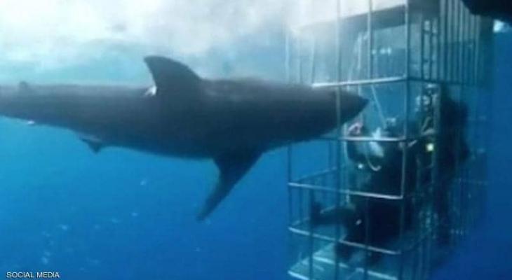 بالفيديو: مرعب .. القرش اقتحم القفص و "الغواصون" نجوا بآخر لحظة