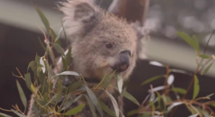 يالفيديو: كيف تحتفل "الحيوانات" بهطول "الأمطار" في أستراليا