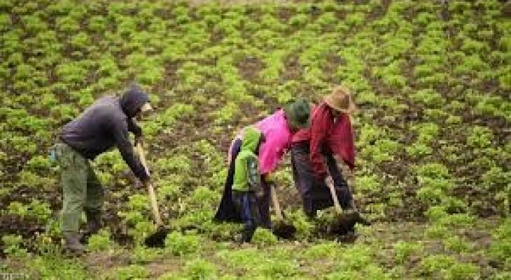 المغرب: خطط ضخمة لـ"تطويرالقطاع" الزراعي