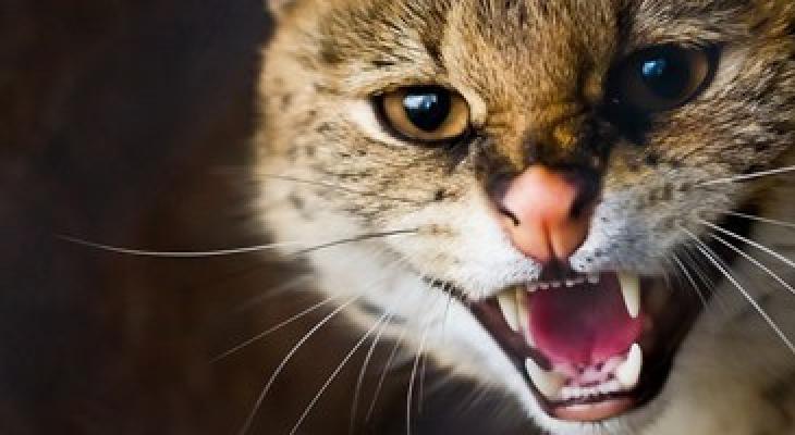 بالفيديو والصور: إنقاذ "قطة" علقت ليومين على "ناطحة سحاب"