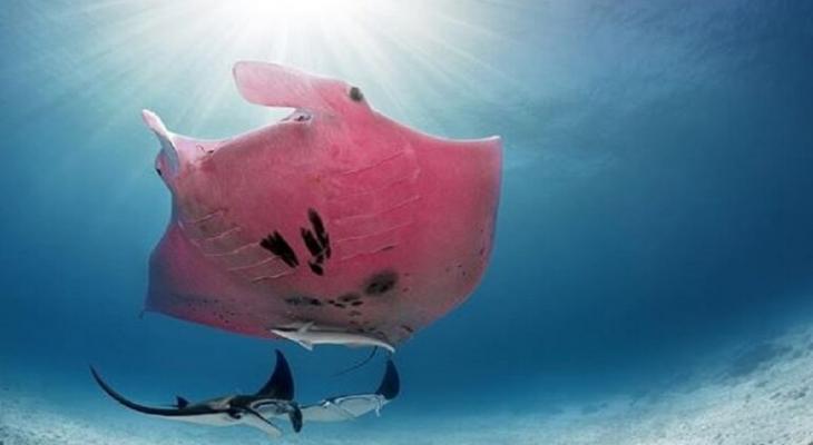 شاهدوا: الكشف عن "شيطان البحر" الوردي الوحيد في العالم