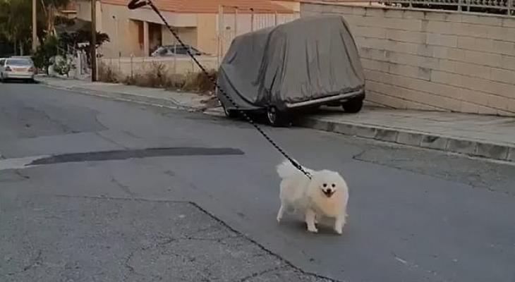 بالفيديو والصور: بسبب "كورونا"رجل يجد طريقة طريفة لتنزيه كلبه دون الخروج من منزله