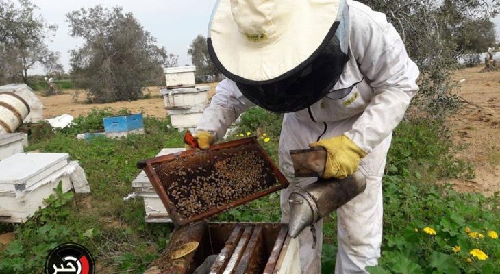 جني العسل في غزة