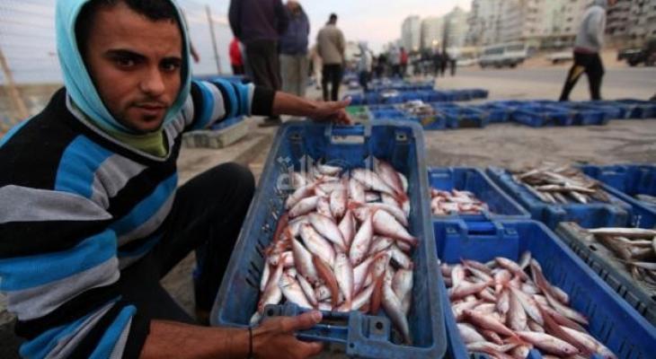 سمك-غزة.jpg