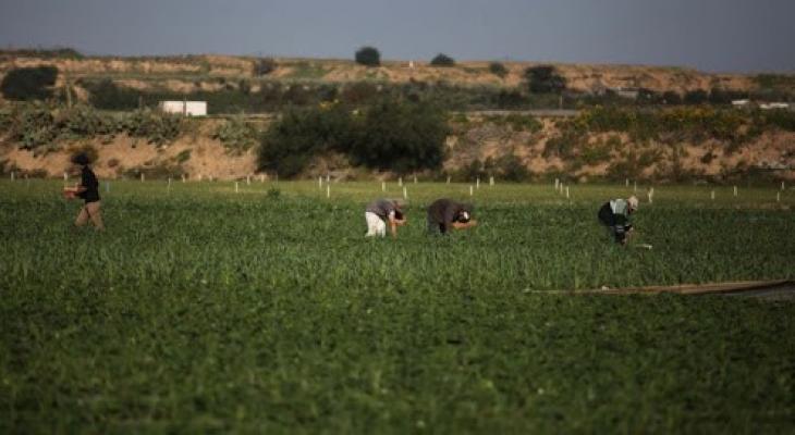 أراضي حكومية في شمال غزة