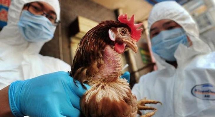 عالم أمريكي: يحذر "إنفلونزا الطيور" المروعة قد تمحو نصف البشرية