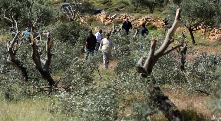 الاحتلال يقتلع أشجار الزيتون