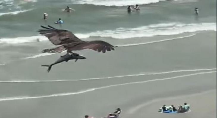 بالفيديو: مشهد لا يصدق لـ"طير ضخم" يحلق حاملا "سمكة" تشبه القرش