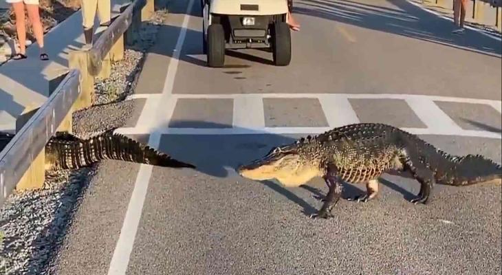 شاهدوا: تماسيح توقف حركة المرور أثناء عبور طريق في كارولينا