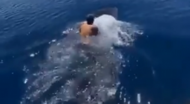 بالفيديو: مشاهد يحبس الأنفاس "سعودي" يقفز على ظهر "حوت" في البحر الأحمر ويسبح ممطيا ظهره!