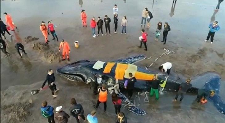 بالفيديو: انقاذ حوت أحدب قذفته الأمواج الى أحد السواحل البرازيلية