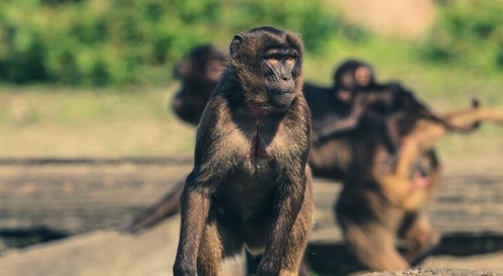 استفتاء "تاريخي" في سويسرا قد يمنح القردة "حقوقا أساسية" كالبشر