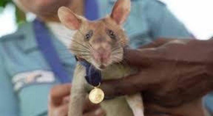 بالفيديو: مؤسسة تمنح "فأرا" ميدالية ذهبية.. فما قصته؟
