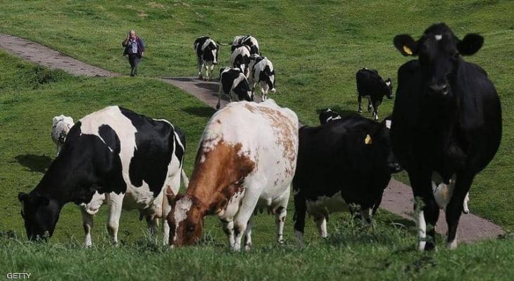 بريطانيا : حالتا وفاة بأقل من "أسبوعين" والسبب أبقار