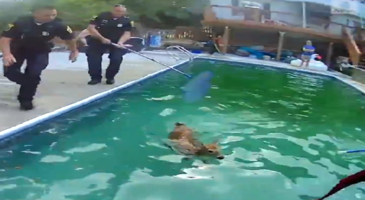 بالفيديو: إنقاذ غزالين علقا في حمام سباحة في الولايات المتحدة
