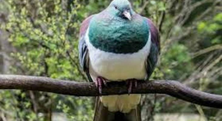 شاهدوا: طائر يعود لمسقط رأسه بعد 24 عاما من الغياب