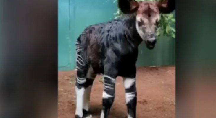 الفيديو: ولادة حيوان غريب "أكاب" في حديقة حيوان لندن
